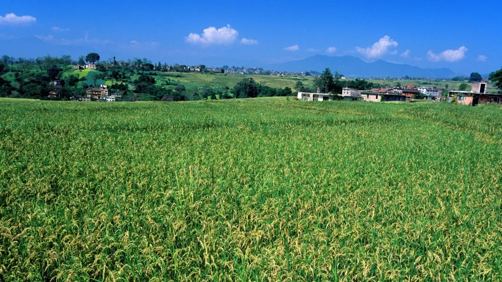 Agriculture in Nepal.