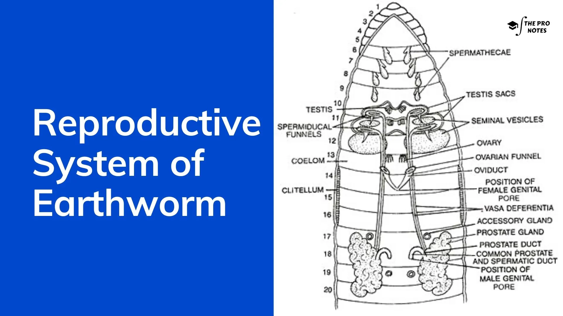 Reproductive System of Earthworm